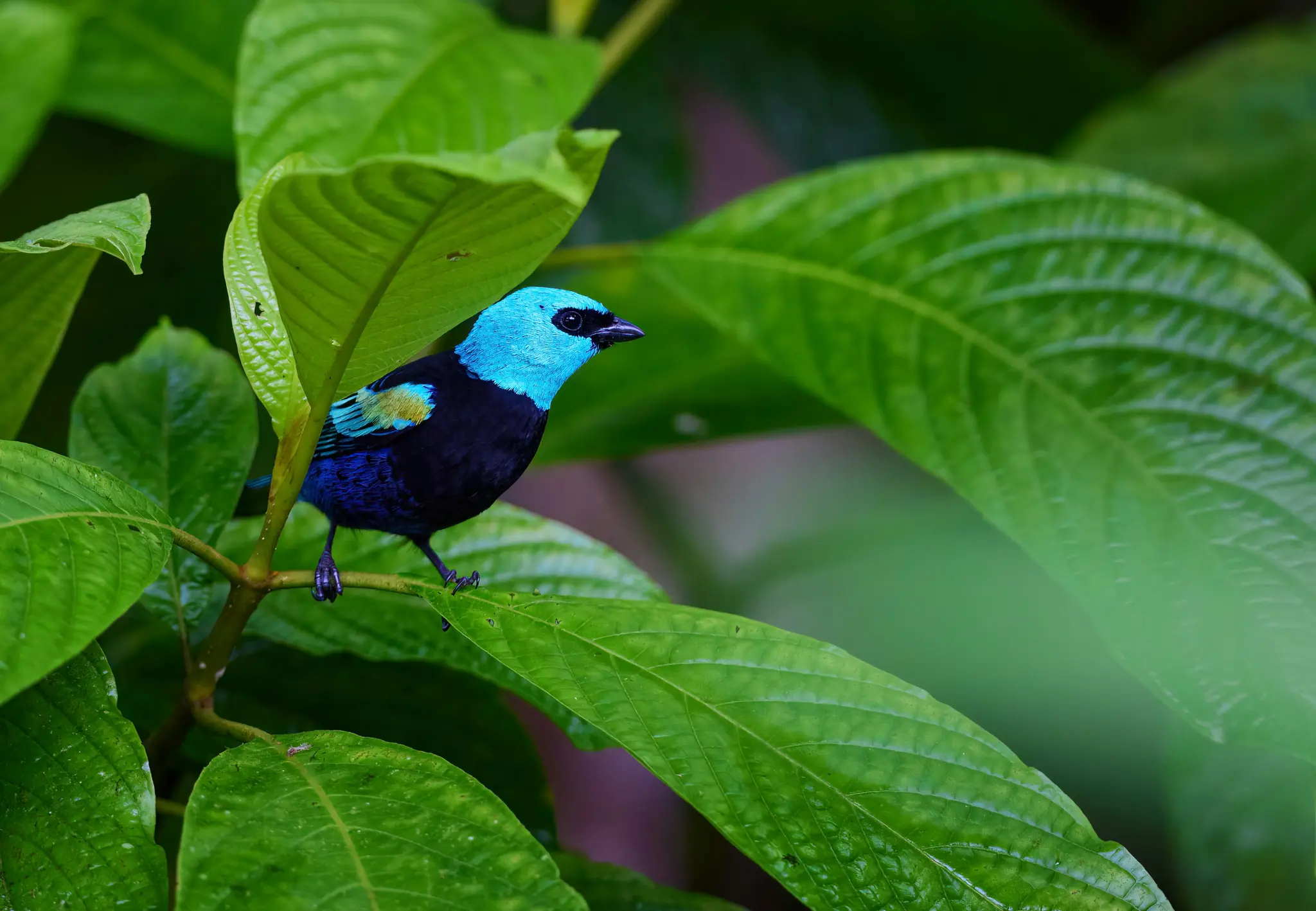 Ein lebhafter blau-schwarzer Vogel mit schwarzem Schnabel und Augen sitzt auf einem grünen, blättrigen Ast, umgeben von