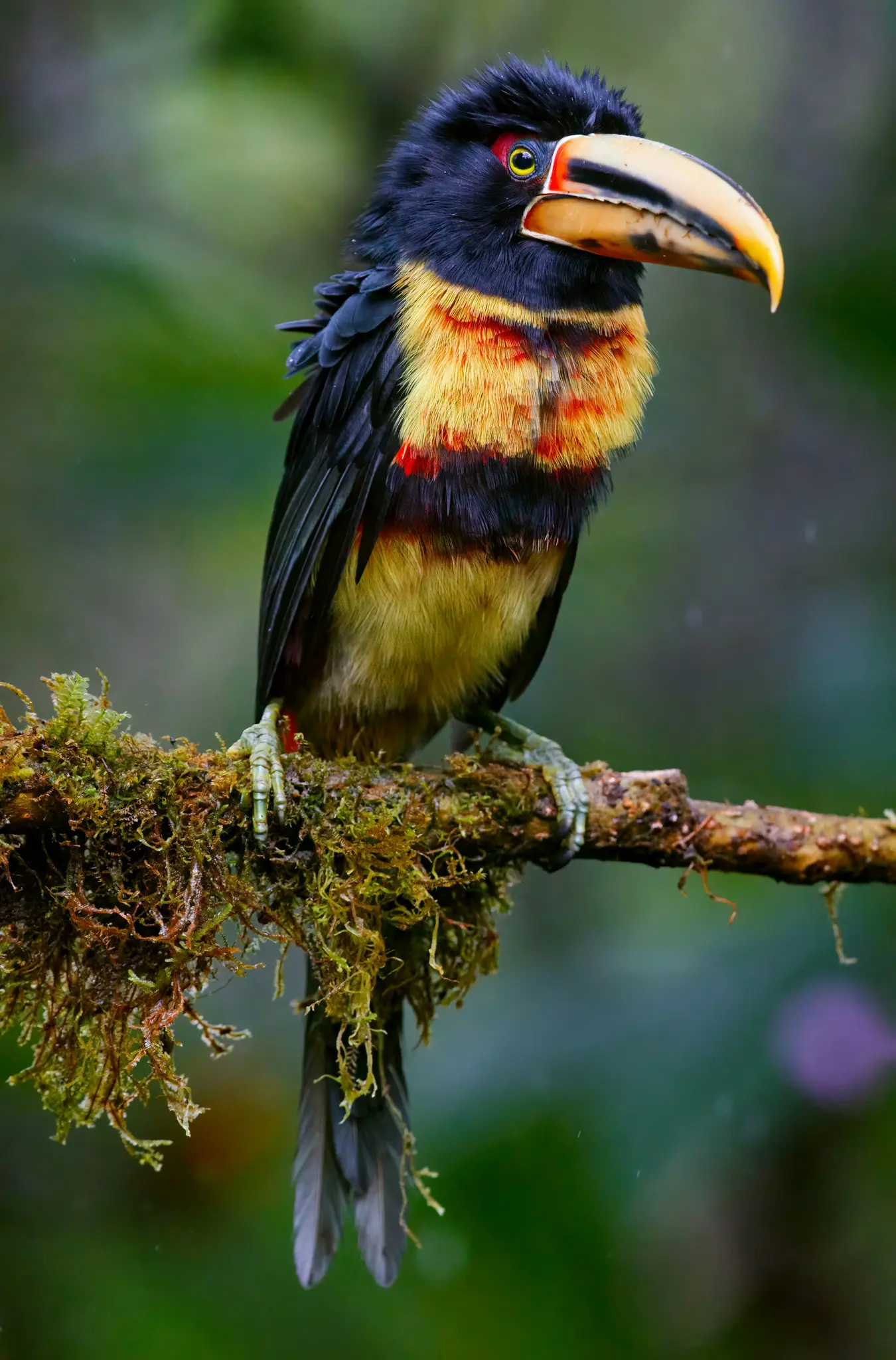 Živý pták aracari s černým, žlutým a červeným peřím a velkým žlutým zobákem sedí na mechové větvi.