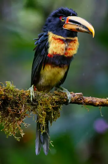 Ein lebhafter Aracari-Vogel mit schwarzem, gelbem und rotem Gefieder und einem großen gelben Schnabel sitzt auf einem