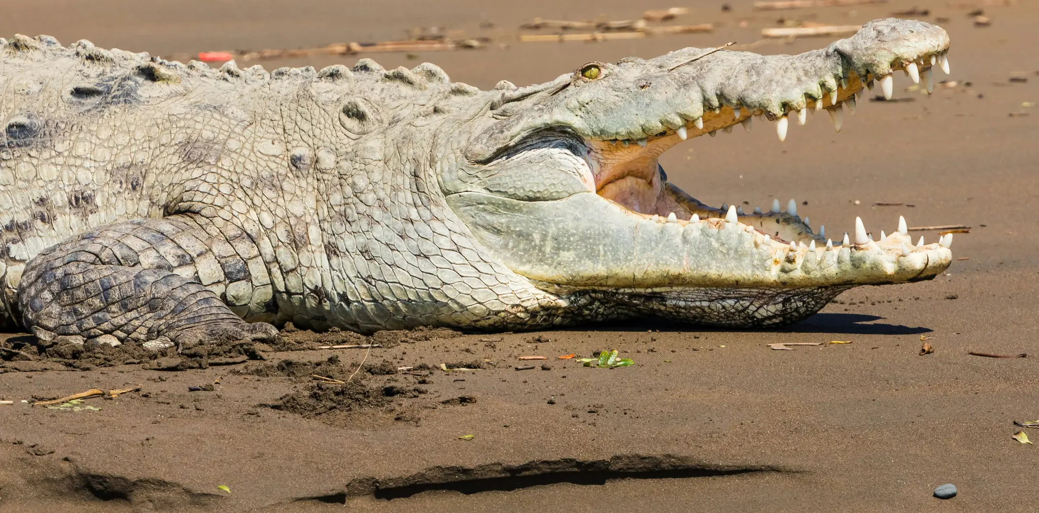 Un cocodrilo grande y de color claro yace en una orilla arenosa con sus poderosas fauces bien abiertas, revelando dientes