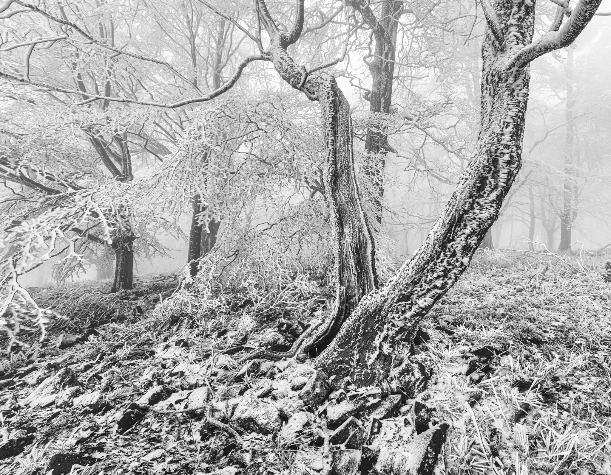 Ett svartvitt fotografi av en skog med alla träd och marken täckta av ett tjockt lager frost.