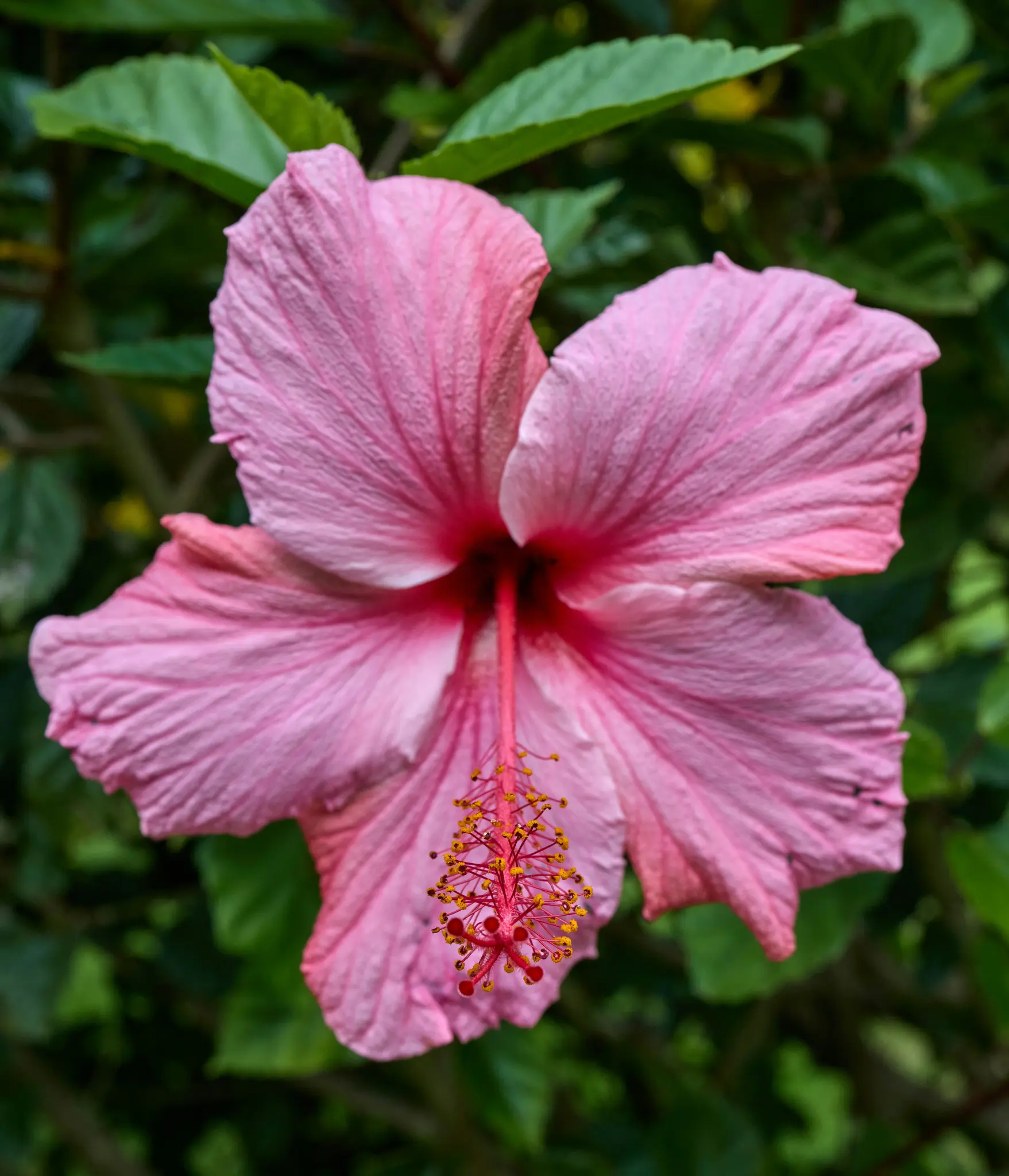 En levende pink hibiscusblomst vises i nærbillede, med udfoldede kronblade og en lang støvdrager og støvveje.