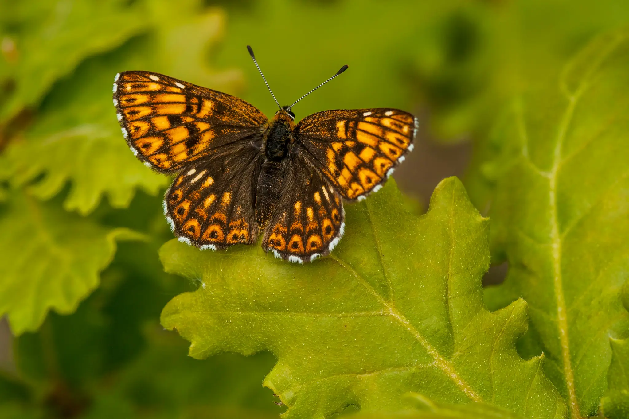 Nahaufnahme eines Schmetterlings mit komplizierten orangefarbenen, schwarzen und weißen Mustern auf den Flügeln, der auf