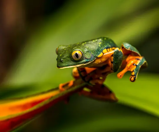 Eine Nahaufnahme aus Augenhöhe eines kleinen, leuchtend gefärbten Frosches mit grüner Haut und orange-gelben Markierungen.