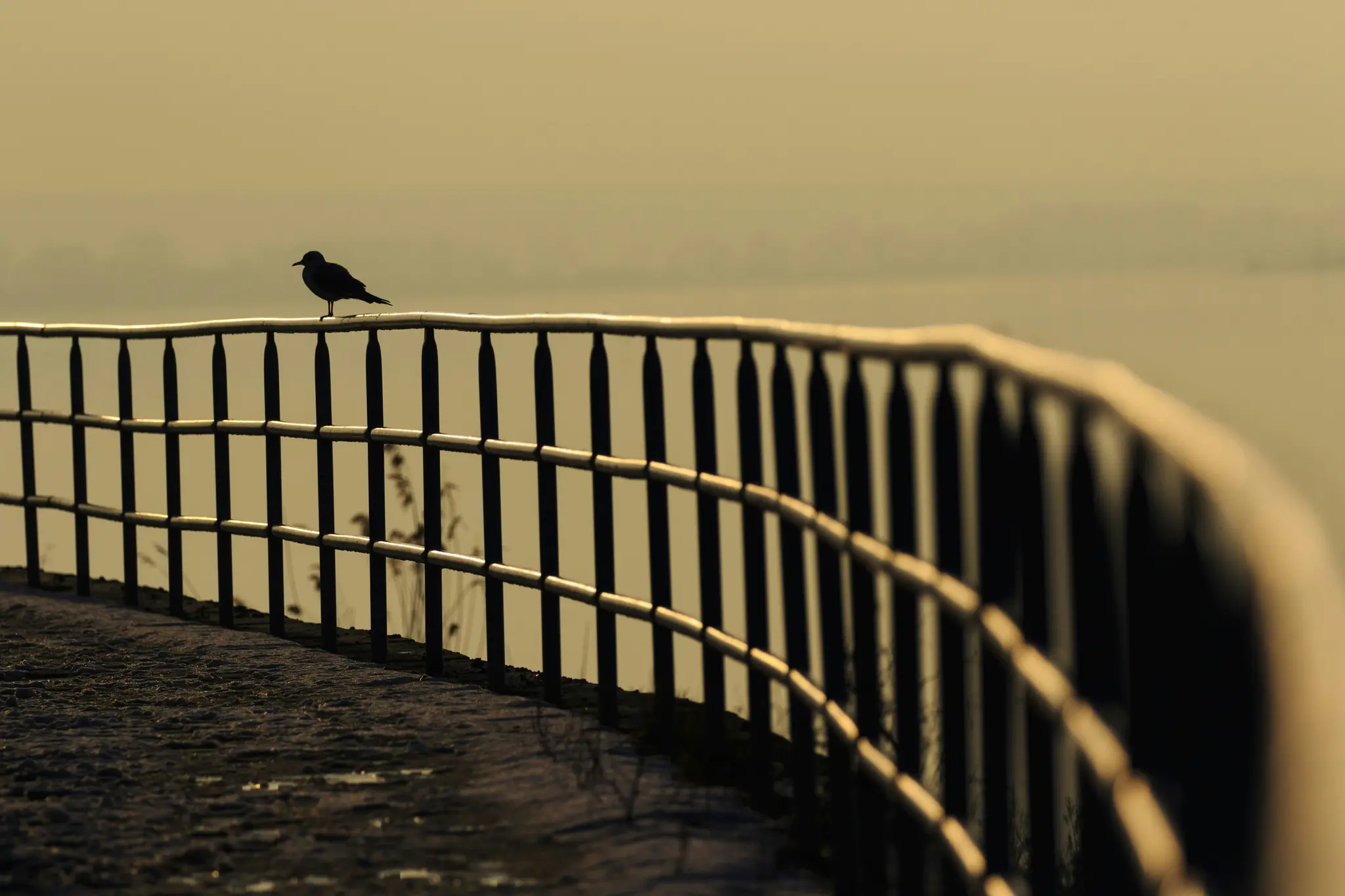 Un pequeño pájaro se recorta contra un cielo cálido y brumoso, posado en una valla de metal oscura que se curva hacia la