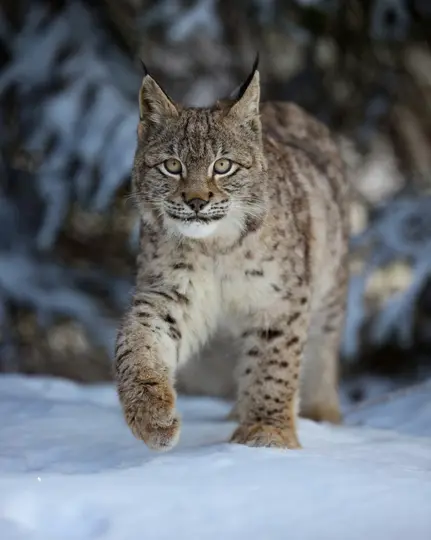 Ein Luchs mit geflecktem Fell und buschigen Ohren geht durch frisch gefallenen Schnee in einem Wald direkt auf die Kamera zu.
