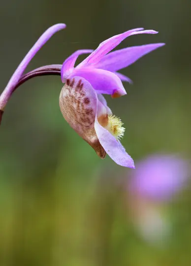 Egy rózsaszín és barna orchidea makrofelvétele. A szirmok élénk rózsaszínűek, a tasakszerű ajak pedig barna…
