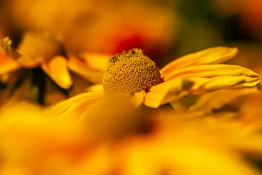 Makrófelvétel egy sárga virágról, esetleg kasvirágról vagy rudbeckiáról, részletes, texturált barna-sárga középrésszel.
