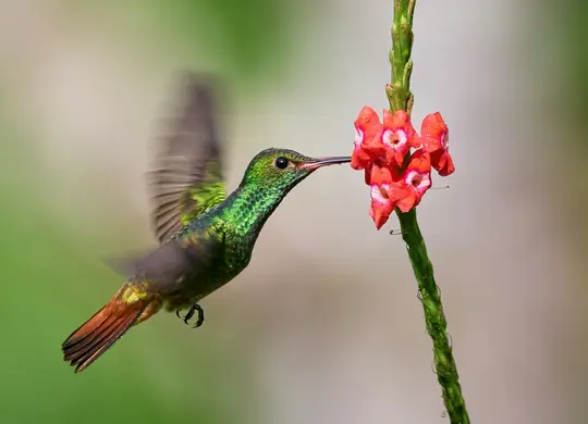 Ein leuchtend grüner Kolibri mit langem Schnabel schwebt in der Luft und frisst von einem Büschel kleiner roter Blumen an