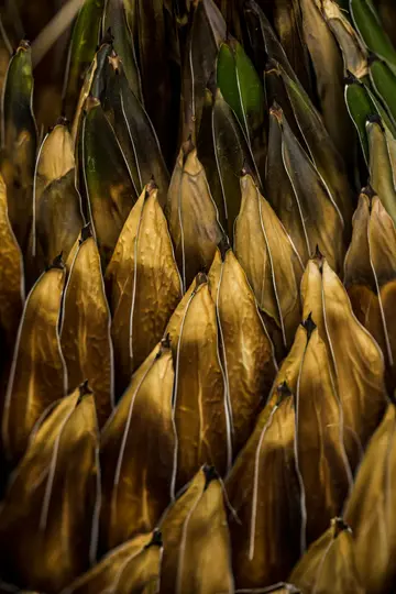 Az agave tüskés leveleinek nagyon részletes felvétele. A levelek többnyire barnák és szárazak, egy kis zölddel…