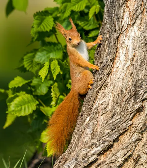Ein rotes Eichhörnchen mit buschigem Schwanz und geohrten Ohren klettert auf einen Baumstamm und blickt nach vorne. Grüne