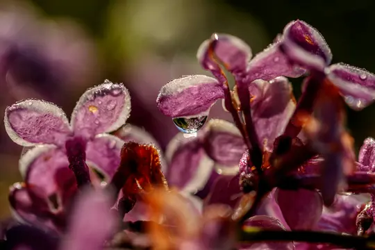 Eine Makrofotografie zeigt lila Fliederblüten, bedeckt mit winzigen Wassertropfen. Ein Tropfen hängt an einem Blütenblatt und