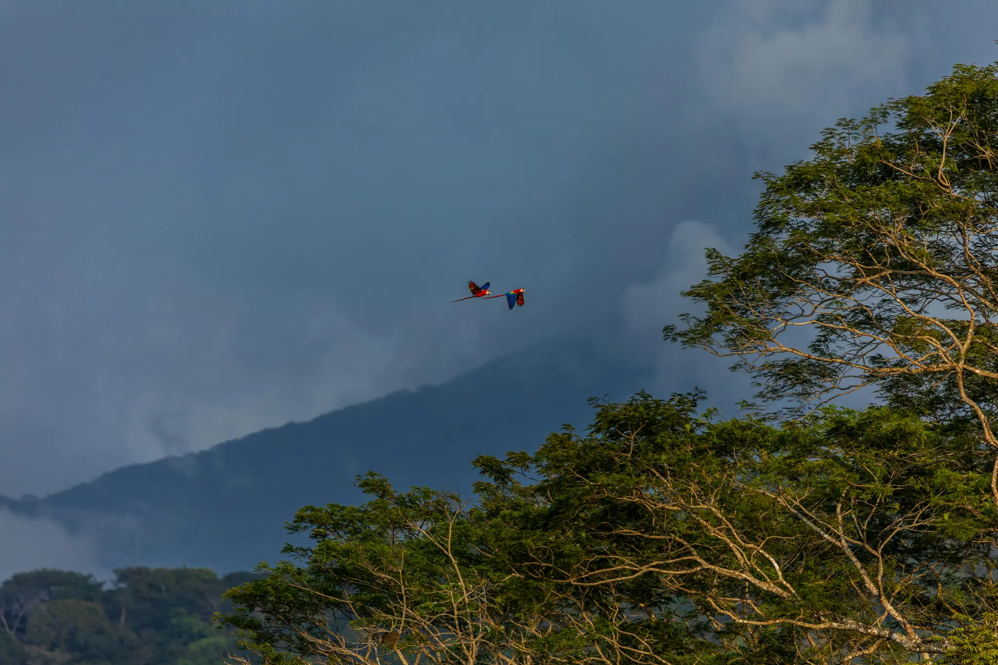 Due ara scarlatte vivaci, rosse e blu, volano attraverso un cielo nuvoloso blu scuro. Sotto di loro ci sono alberi verdi e