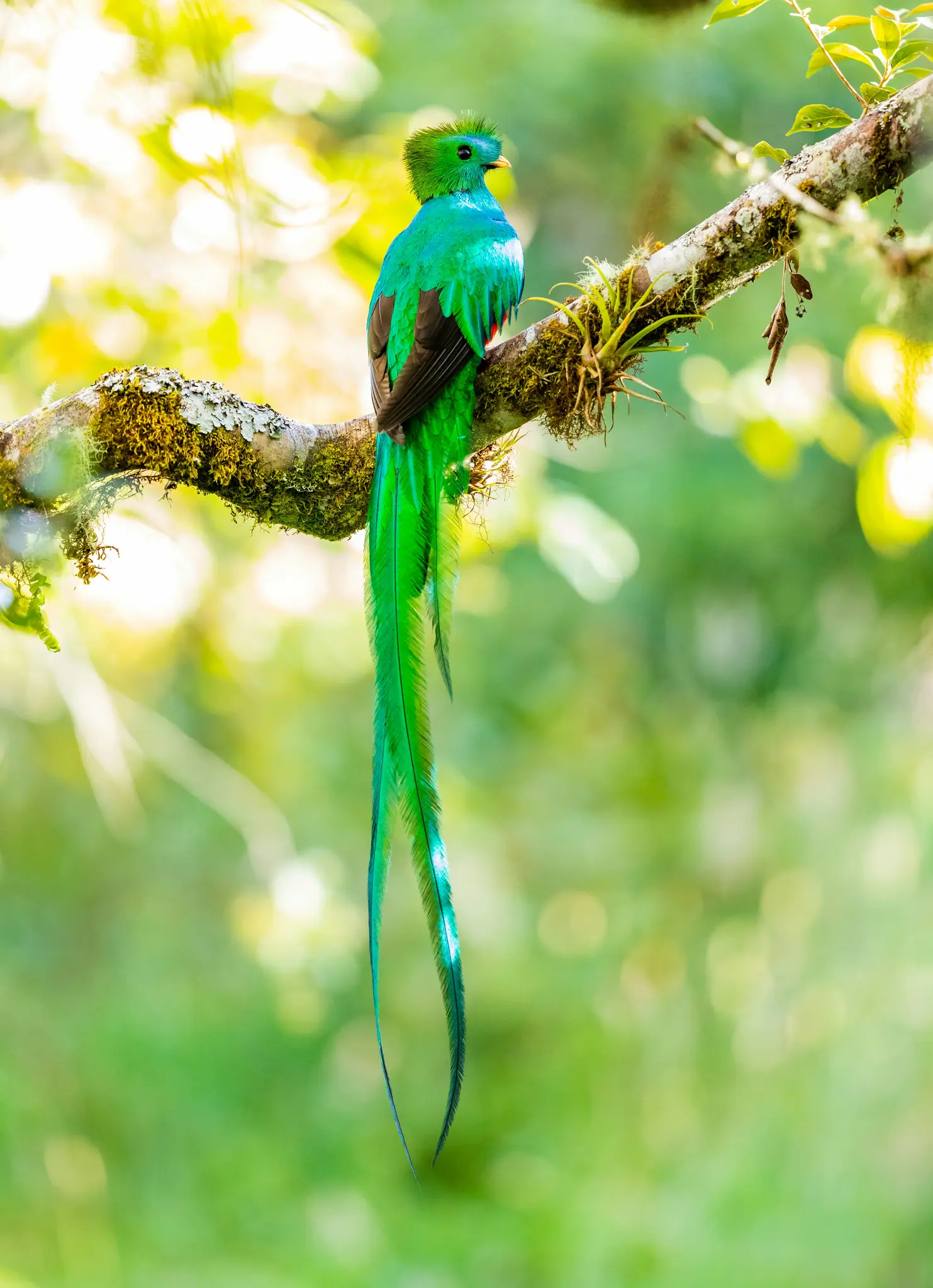 En strålande Quetzal, en fågel med skimrande gröna fjädrar och långa, flytande stjärtfjädrar, sitter på en mossig…