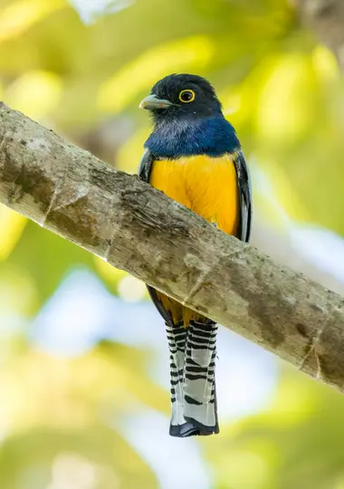 Ein lebhafter Vogel mit schwarzem Kopf, blauer Brust und leuchtend gelbem Bauch sitzt auf einem braunen Ast. Seine