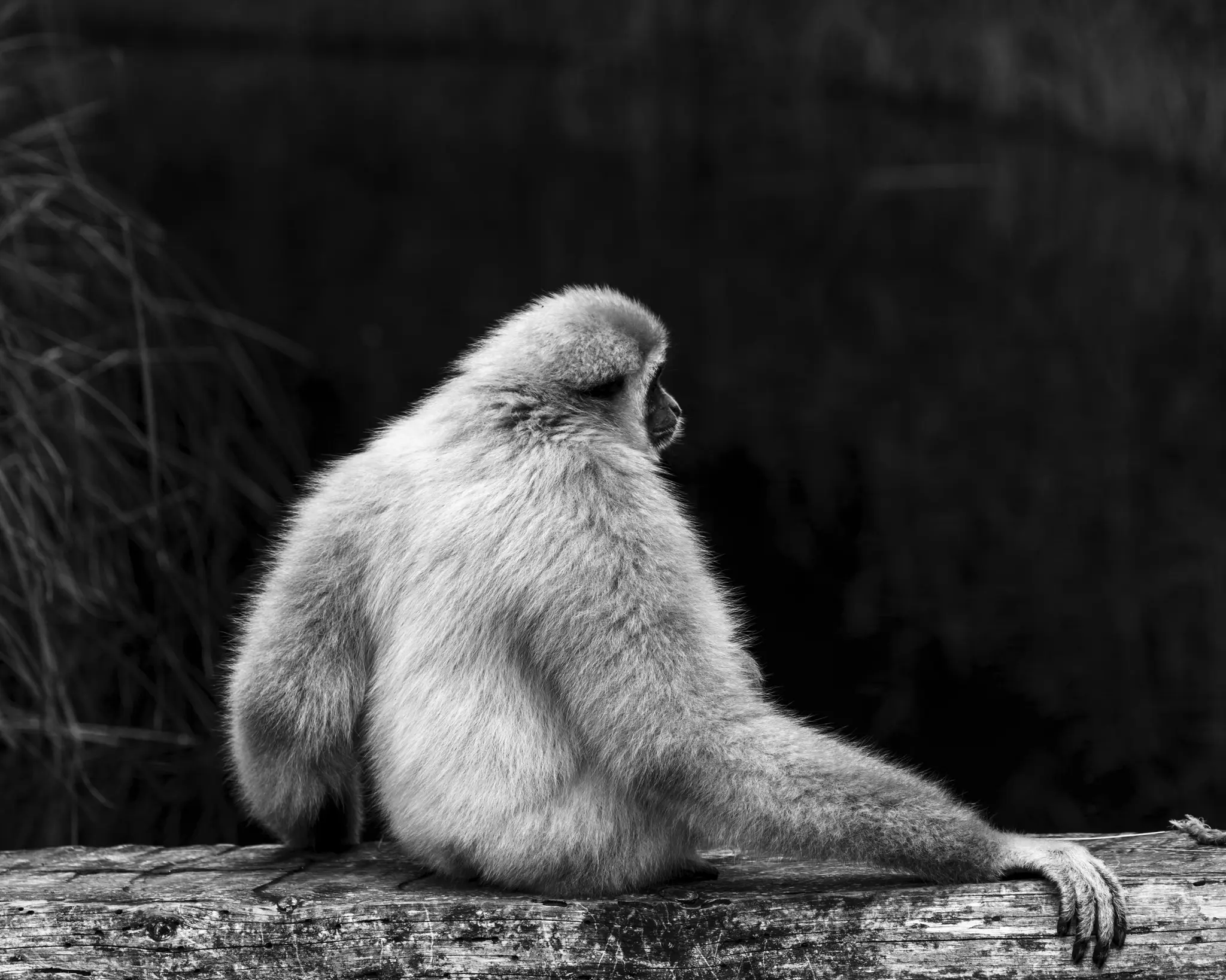 Černobílá fotografie zobrazuje světle srstnatého gibona sedícího na texturovaném kmeni, zády k divákovi, hledícího doprava.