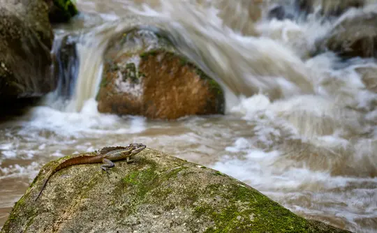 Eine braune Eidechse mit stacheligem Rücken ruht auf einem moosbedeckten Felsen im Vordergrund, mit einem verschwommenen