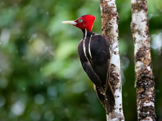 Ein schwarzer Specht mit einem leuchtend roten Kopf und weißen Streifen auf dem Rücken sitzt vertikal auf einem hellen
