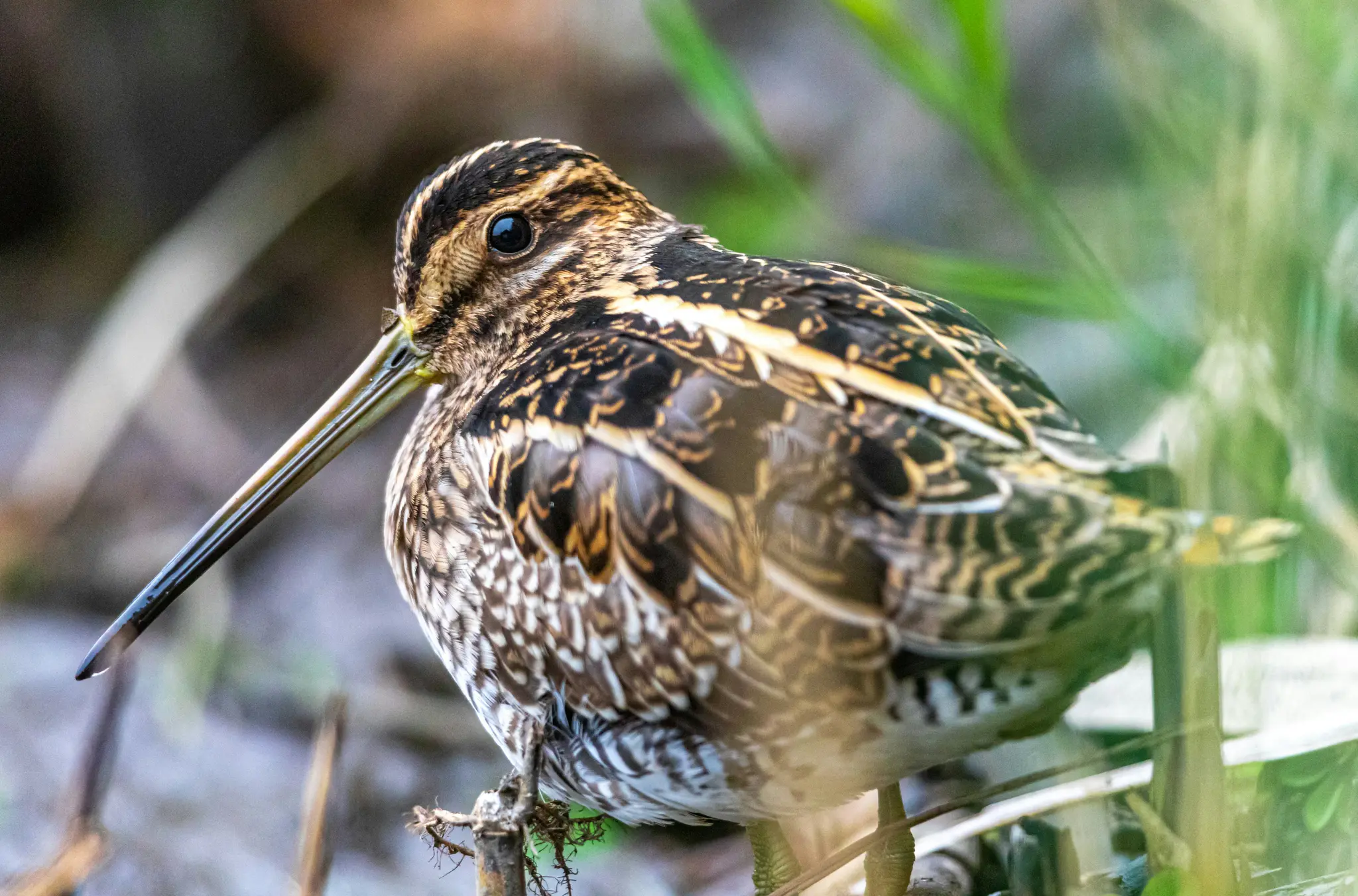 En Dobbeltsniphøne med indviklede brune, sorte og hvide fjerdragter står i en naturlig omgivelser med grønt løv.