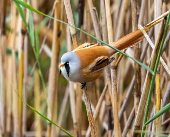 Nahaufnahme eines Bartmeisen, eines kleinen Vogels mit hellgrauem Kopf, schwarzen Schnurrbartmarkierungen und orangebraunem…