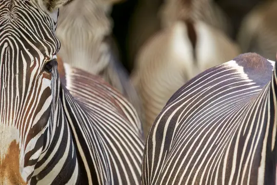 Közeli felvétel egy zebra fejéről és válláról, amelyen láthatóak jellegzetes fekete-fehér csíkjai. A szem látható, és…