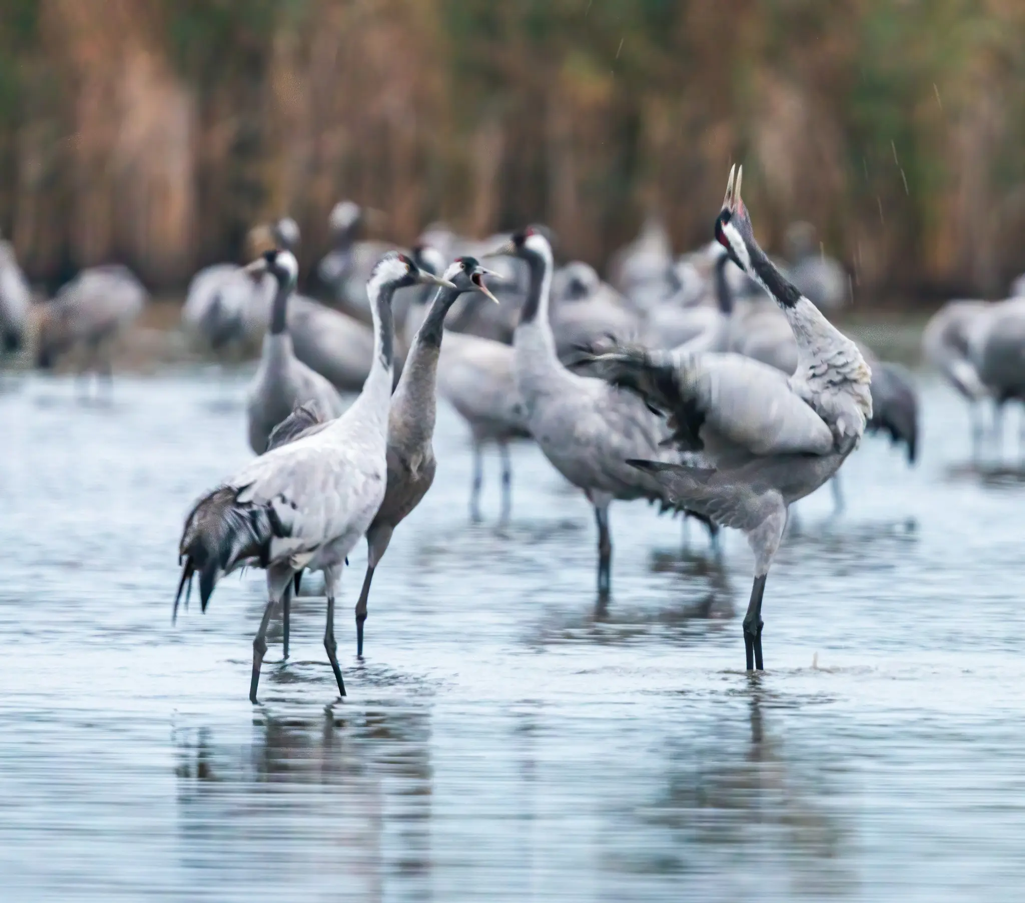 Eine Gruppe grauer Kraniche steht im flachen Wasser. Zwei Kraniche im Vordergrund haben ihre Schnäbel geöffnet, als würden
