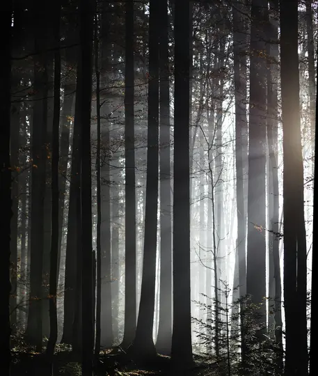 Hohe, dunkle Baumstämme stehen in einem nebligen Wald, helle Sonnenstrahlen durchdringen den Nebel von rechts.