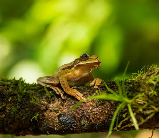 Ein braun-grüner Frosch mit hervorstehenden Augen sitzt auf einem moosbewachsenen Ast vor einem unscharfen, hellgrünen