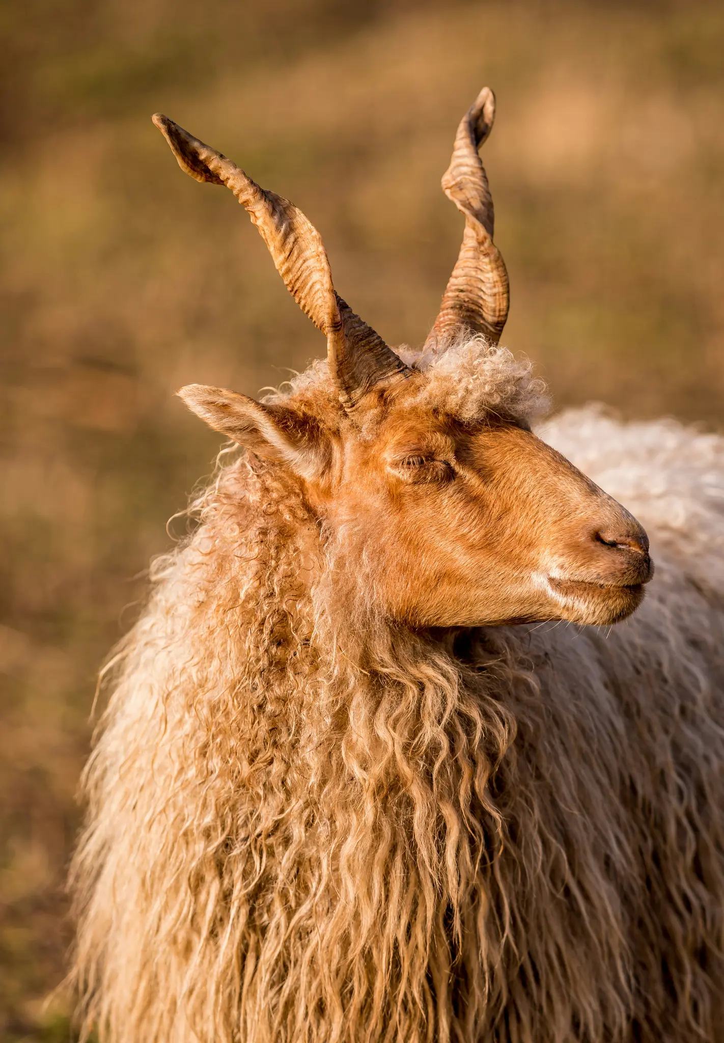 Un ritratto ravvicinato di una pecora Racka, rivolta verso destra, con lunghe corna a spirale e lana folta e marrone chiaro.