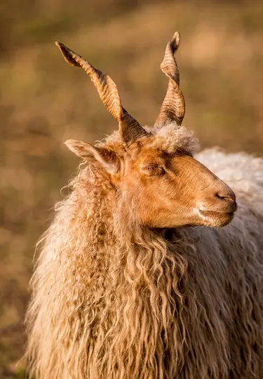 Racka juh portré közeli felvétele, jobbra néz, hosszú, spirális szarvakkal és bozontos, világosbarna gyapjúval.