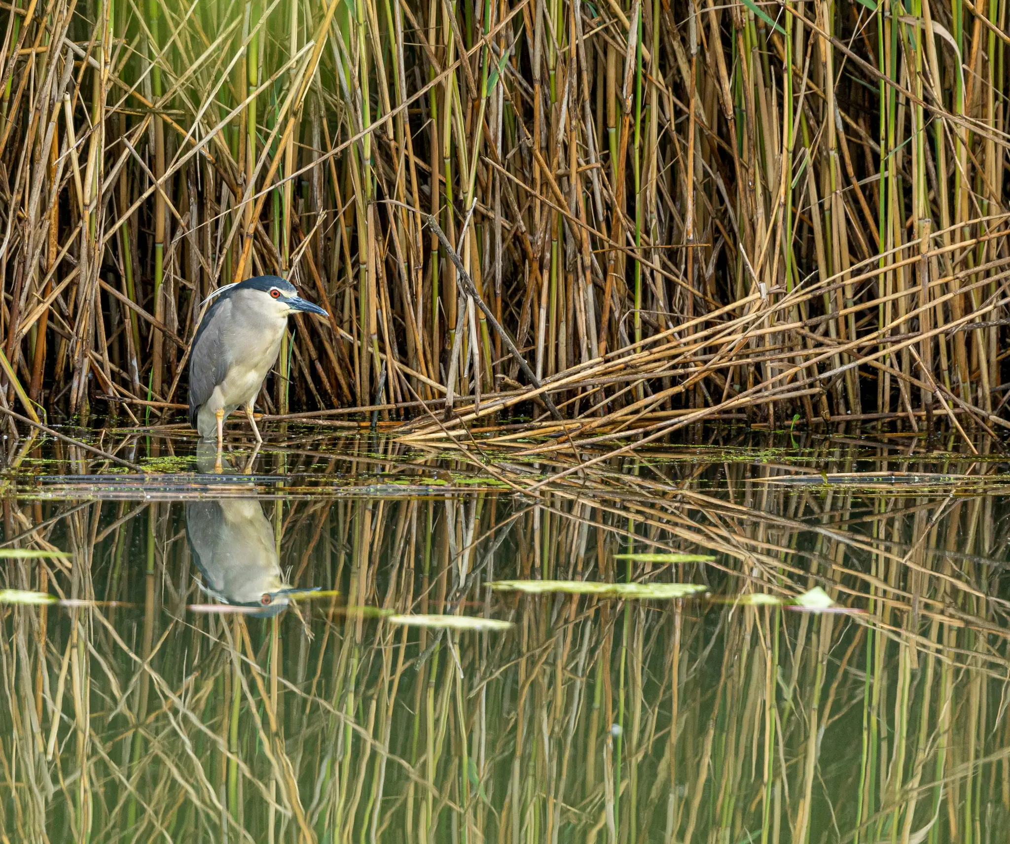 Ein Nachtreiher steht im flachen Wasser, umgeben von hohen, trockenen und grünen Schilfhalmen. Seine Spiegelung ist sichtbar.