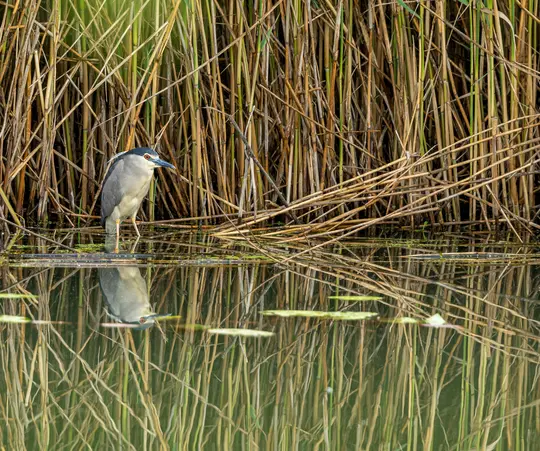 Ein Nachtreiher steht im flachen Wasser, umgeben von hohen, trockenen und grünen Schilfhalmen. Seine Spiegelung ist sichtbar.