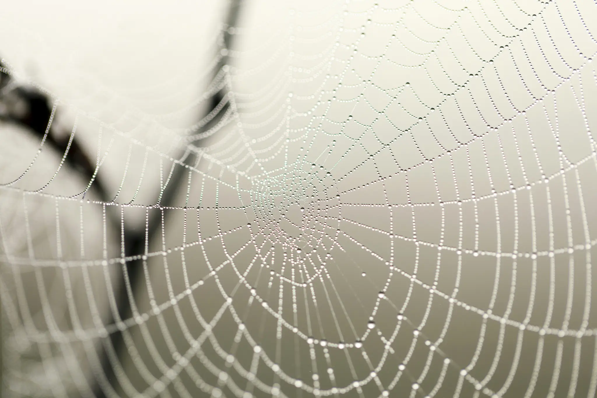 Een close-up, gedetailleerde opname van een spinnenweb bedekt met talloze kleine, glinsterende waterdruppels, tegen een