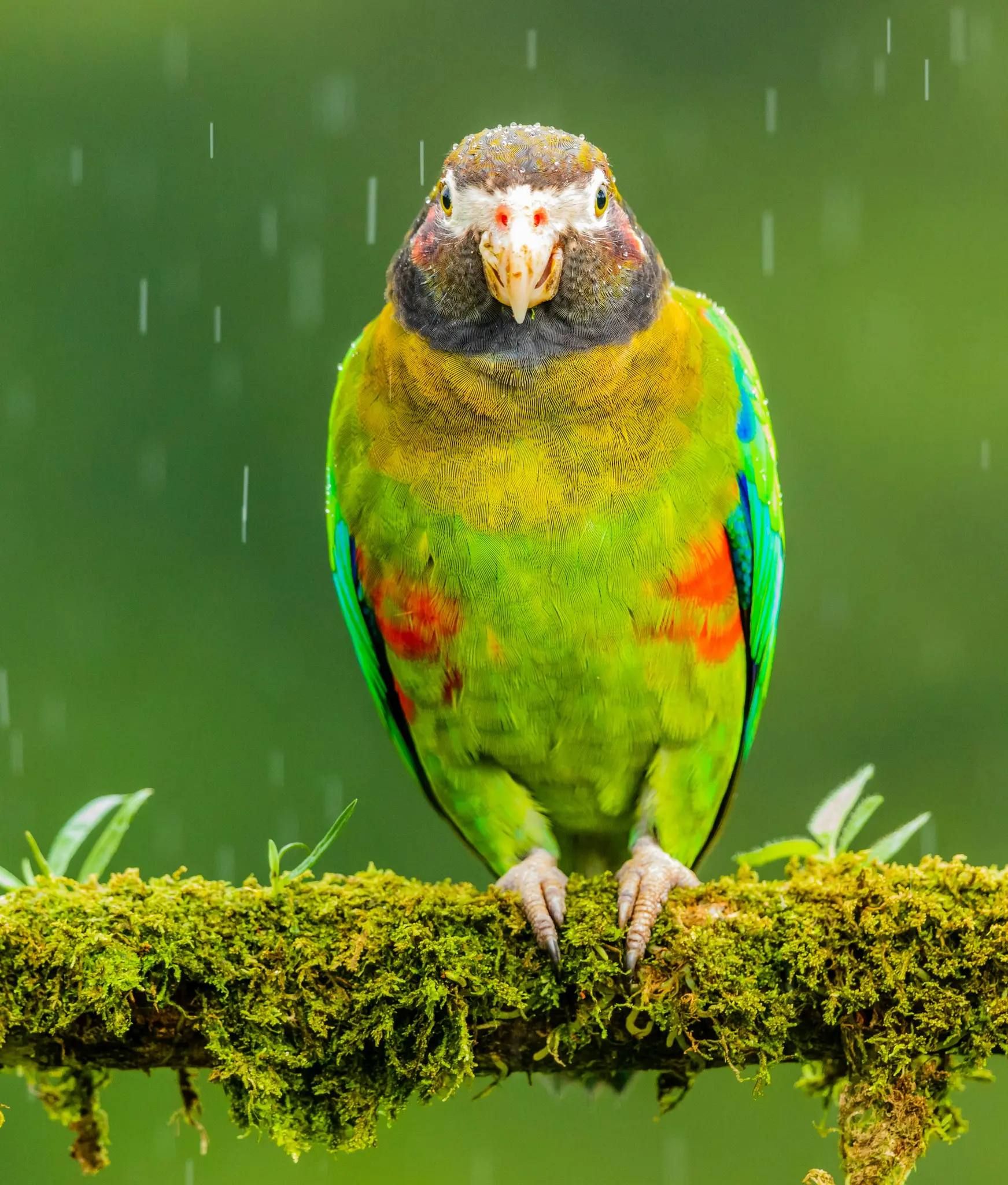 Un pappagallo verde, giallo e rosso vivace con un viso bianco e nero si posa su un ramo coperto di muschio mentre cade la