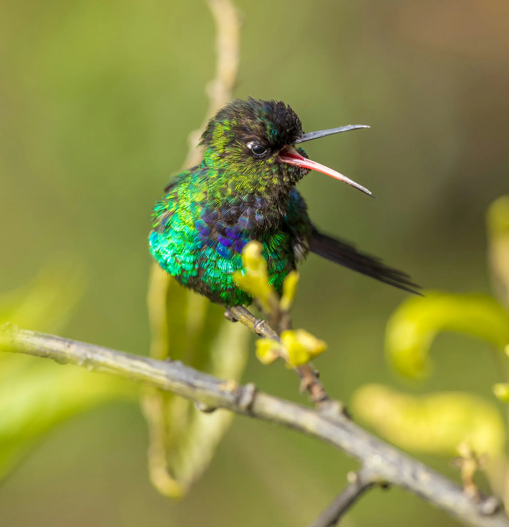 Nahaufnahme eines kleinen, schillernd grünen Kolibris mit blauen und violetten Akzenten, der mit geöffnetem Schnabel auf