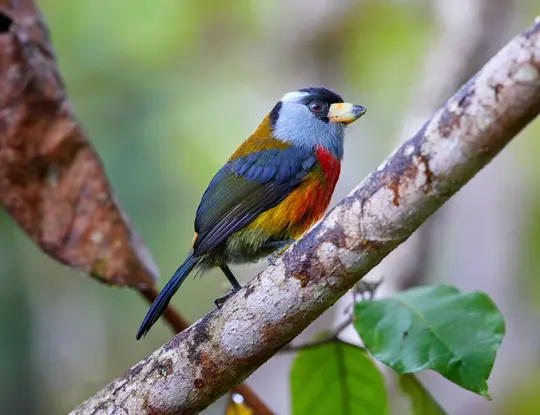 Ein leuchtend gefärbter Vogel mit schwarzem Kopf, blau-grauem Gesicht, roter Brust und gelb-orangefarbenem Körper sitzt auf
