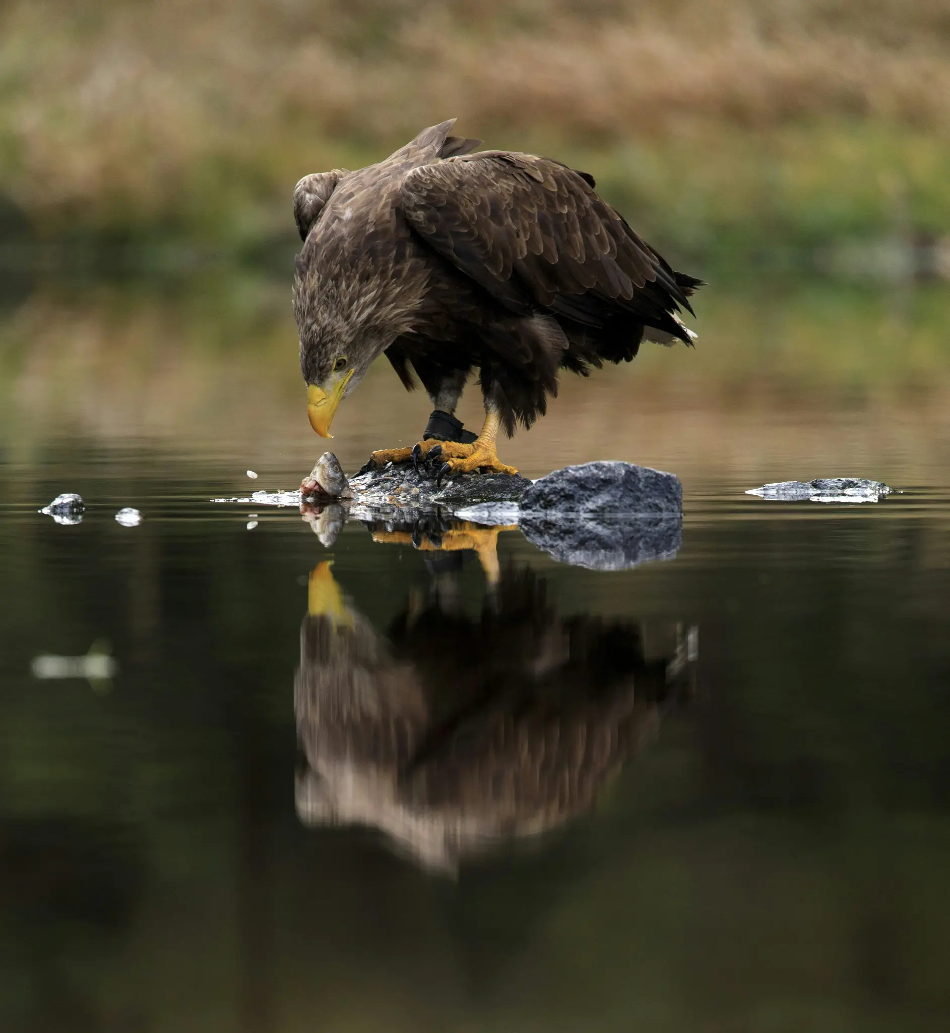 Un'aquila marrone con becco giallo si erge su una roccia scura in acqua calma, guardando in basso un pesce che sta mangiando.