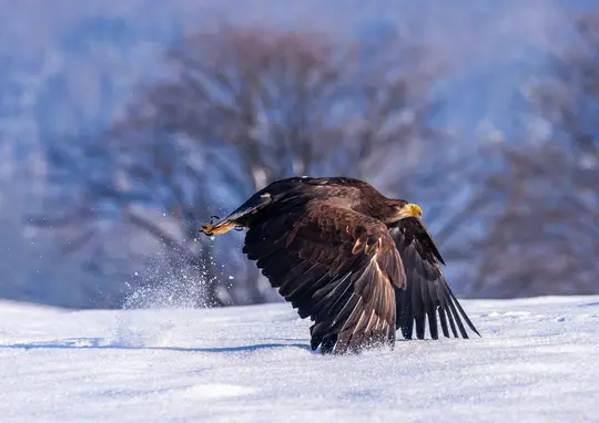 Ein majestätischer brauner Adler mit einem leuchtend gelben Schnabel und Klauen startet auf einem verschneiten Feld und