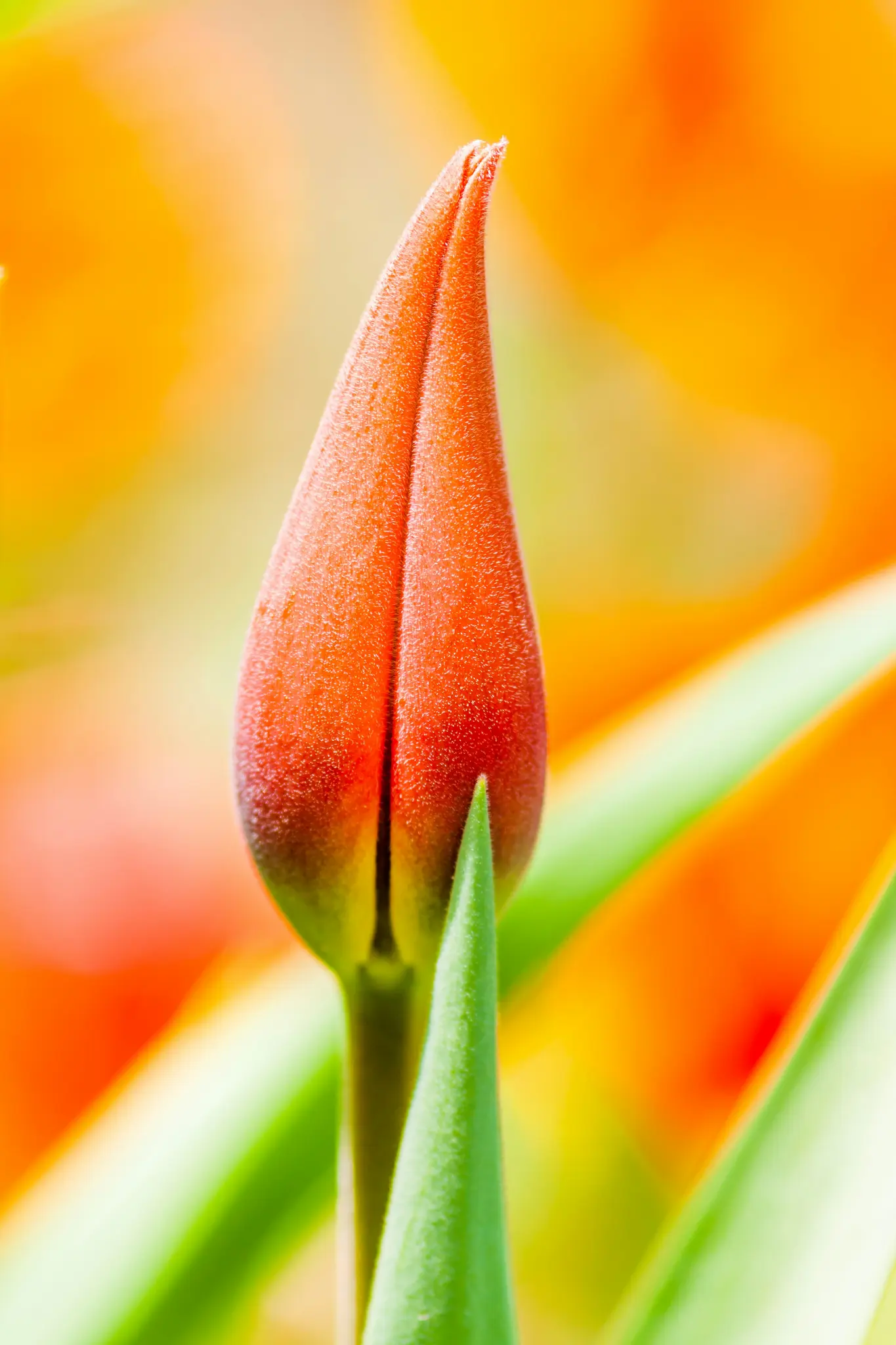 Živý oranžový tulipánový púčik, stále zatvorený, stojí výrazne v strede. Jeho povrch je mierne textúrovaný. Zelené listy…