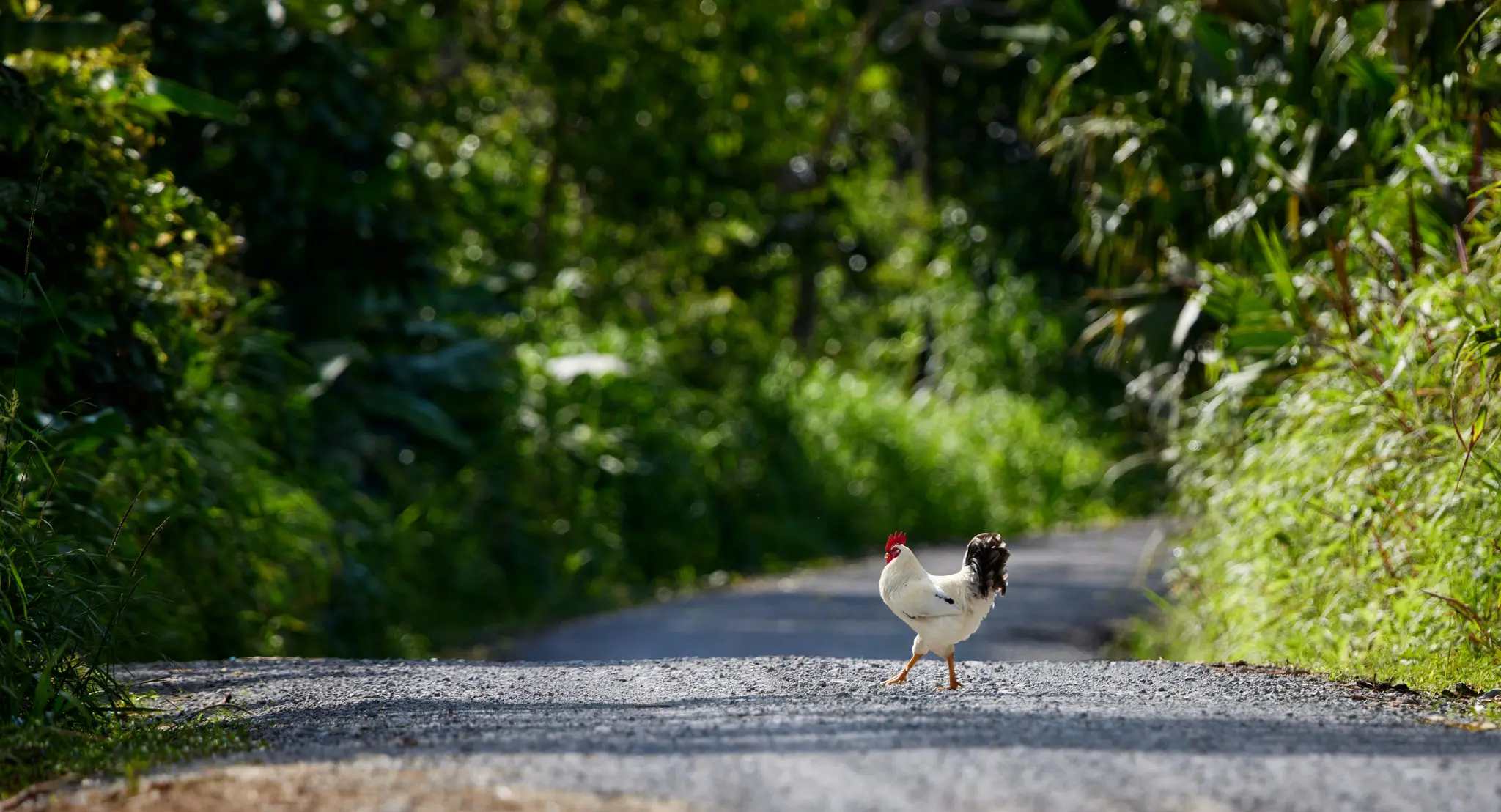 Un gallo bianco con cresta rossa e piume della coda nere cammina da sinistra a destra su una strada sterrata soleggiata.