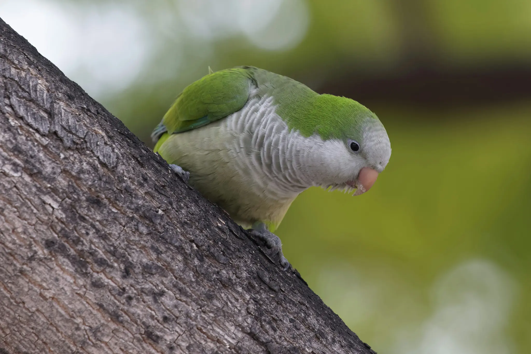 Un primo piano di un pappagallo verde e grigio appollaiato su un ramo d'albero marrone scuro, che guarda verso il basso e