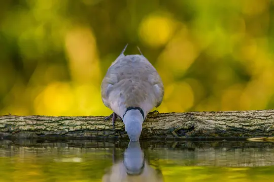 Ein grauer Vogel mit blauem Kopf trinkt Wasser aus einem stillen Teich, seine Spiegelung ist deutlich im Wasser zu sehen. Der