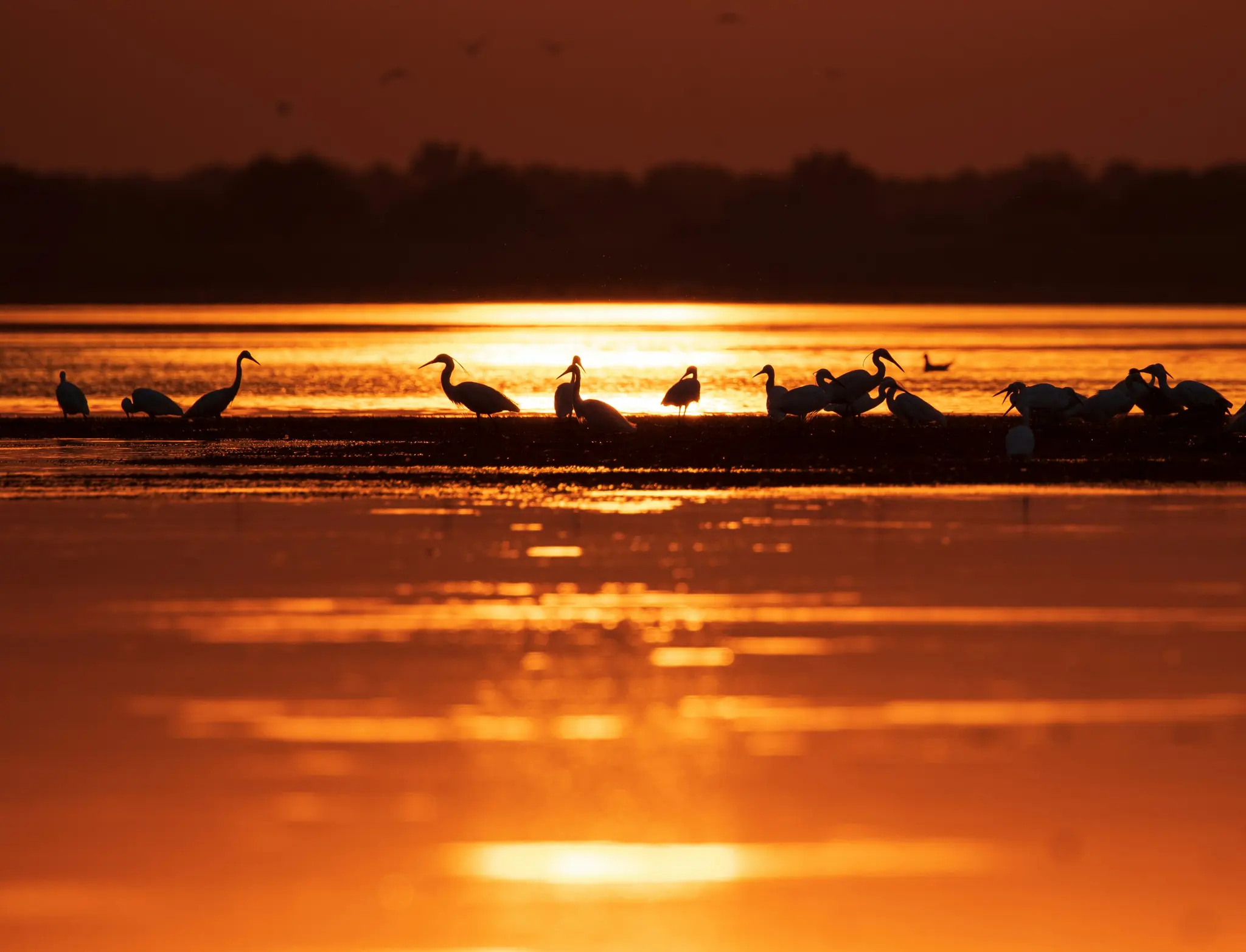 Eine Vogelschar steht auf einem schmalen Landstreifen inmitten eines Gewässers, silhouettiert vor einem leuchtend orangen…