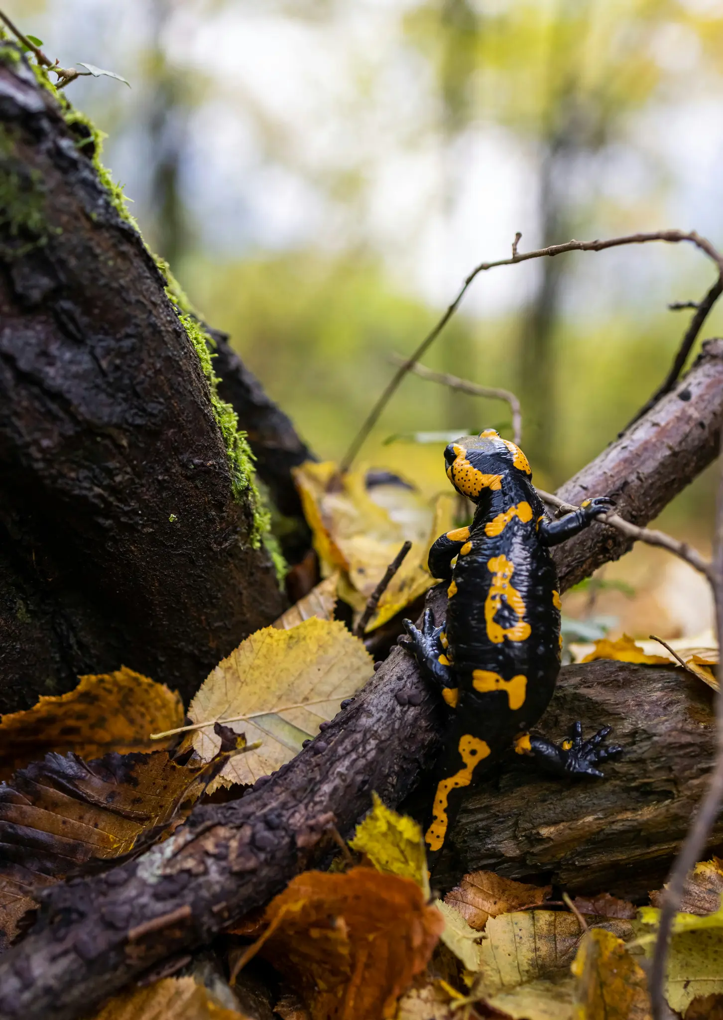 En sort-gul ildensalamander ses ovenfra, kravlende på en mørkkebrun, mosbegroet gren. Grenen er...