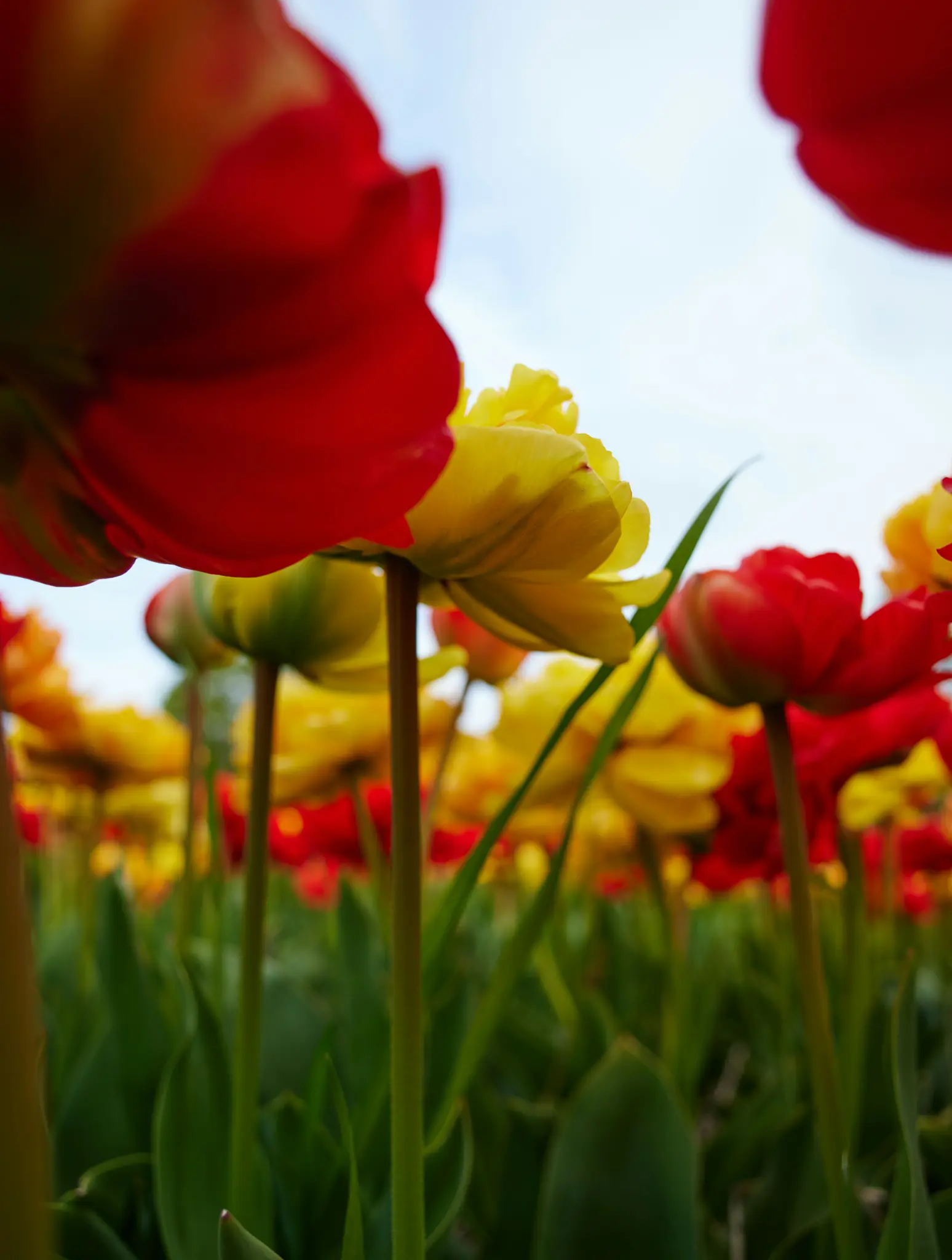 Eine Wurm-Augen-Ansicht eines Feldes mit roten und gelben Tulpen, wobei der strahlend blaue Himmel zwischen den Blütenköpfen