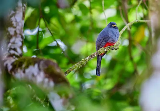 Ein bunter Vogel mit blauem Kopf, dunkelblauem Rücken und leuchtend rotem Bauch sitzt auf einem moosbewachsenen Ast in einem