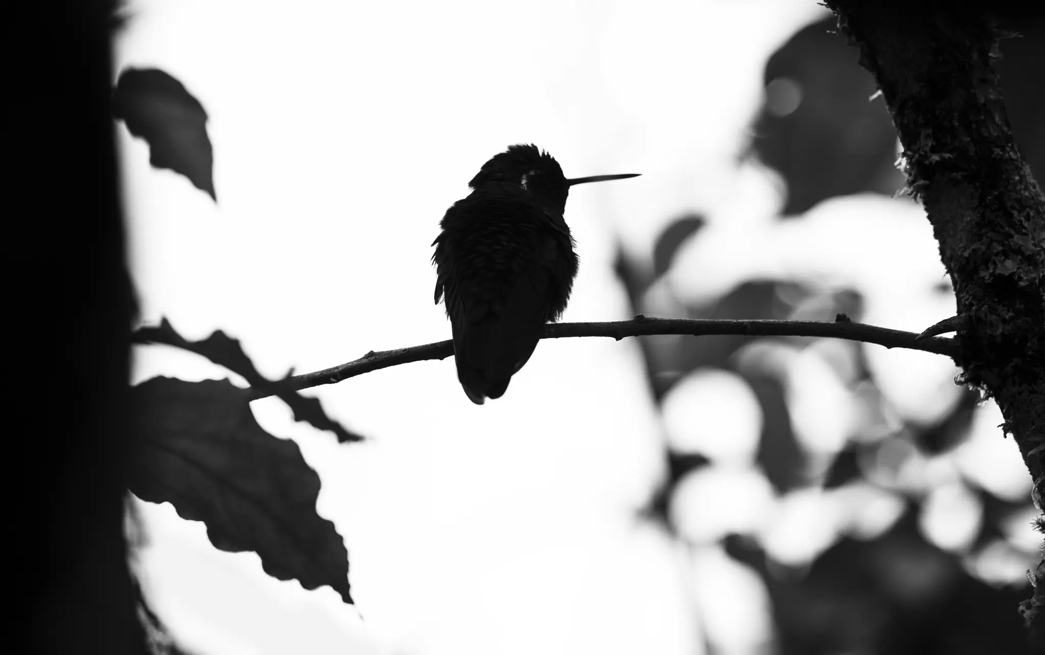 Una fotografia in bianco e nero mostra un colibrì in silhouette, appollaiato su un ramo sottile. Il becco punta verso destra.