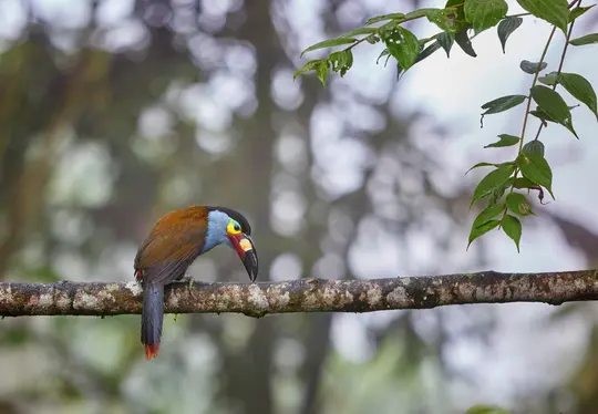 Ein lebhafter Kleintukan mit braunem Körper, blauem Hals, schwarzem Kopf und einem rot, gelb und schwarz gefärbten Schnabel