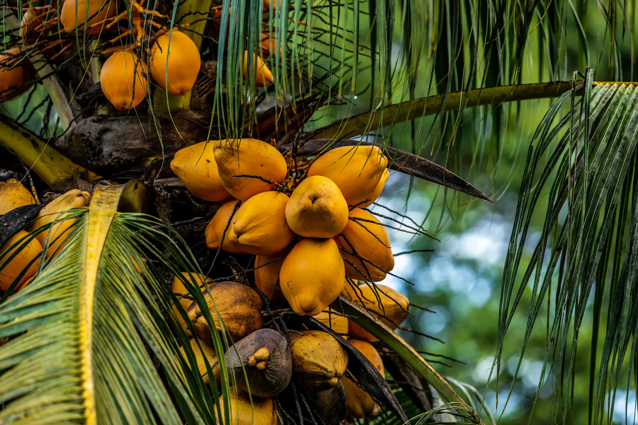 Nahaufnahme einer Gruppe leuchtend gelber Kokosnüsse, die an einem Palmenbaum hängen und von üppigen grünen Wedeln umgeben