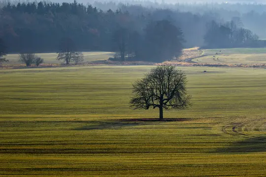 Et bredt landskabsfoto viser et stort, bart træ med mørke grene, der står alene på en grøn mark under en diset himmel.